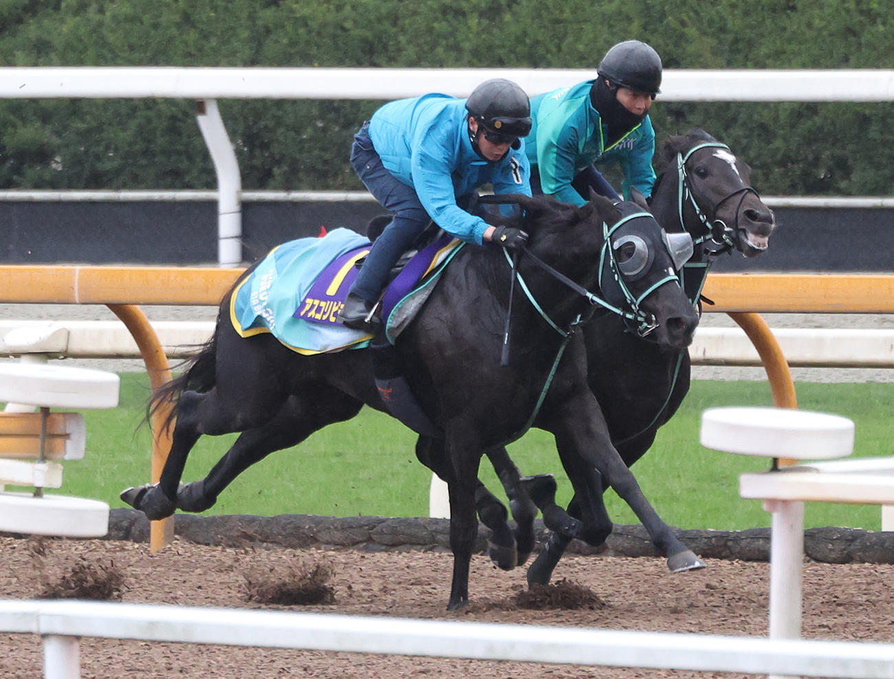 Cウッドを併せ馬で追い切るアスコリピチェーノ（手前）（撮影・白石智彦）