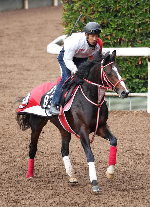 BC競走制覇の名牝ラヴズオンリーユーの初子ラヴズプレミアムはJCデーに