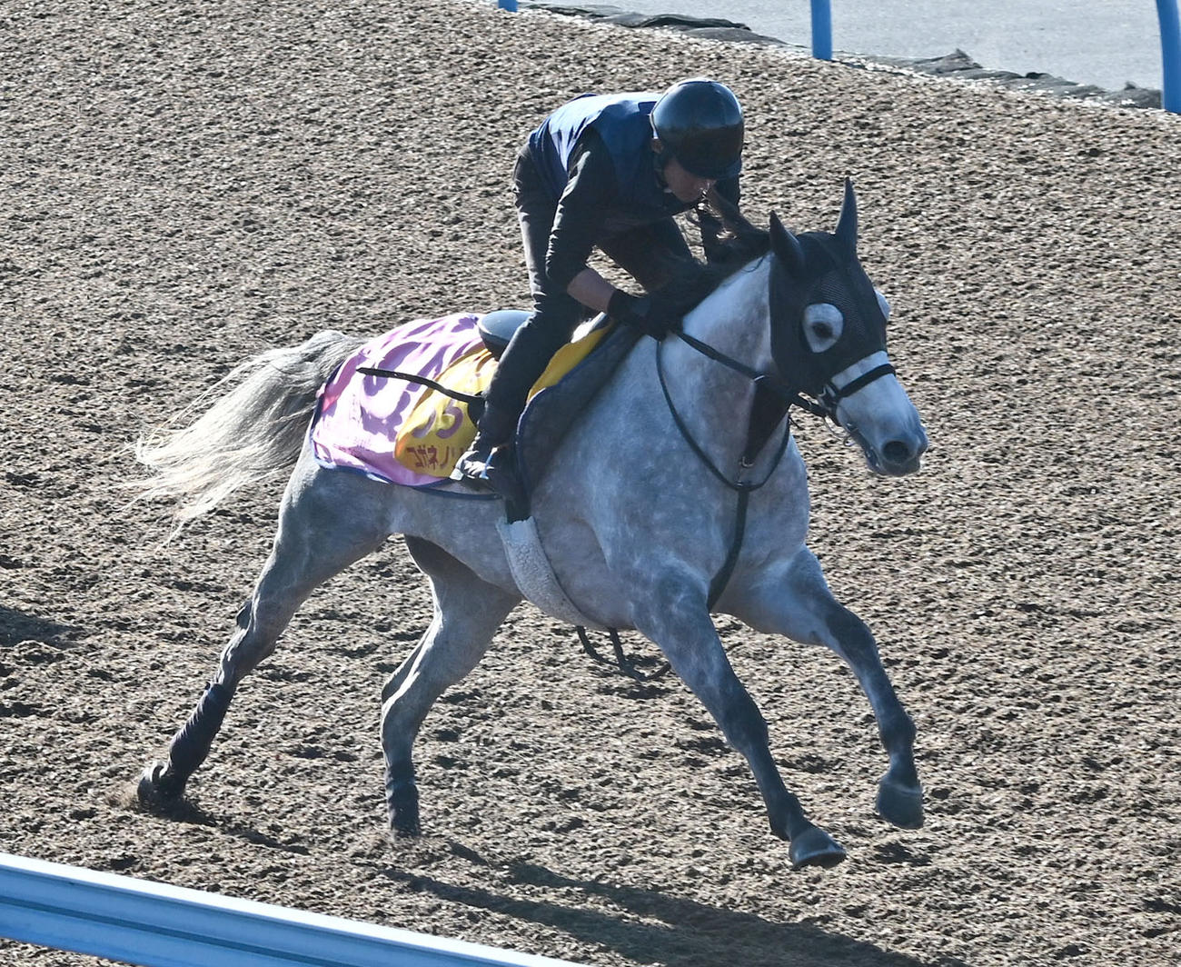 19日、美浦ウッドを3頭併せて追い切るコガネノソラ