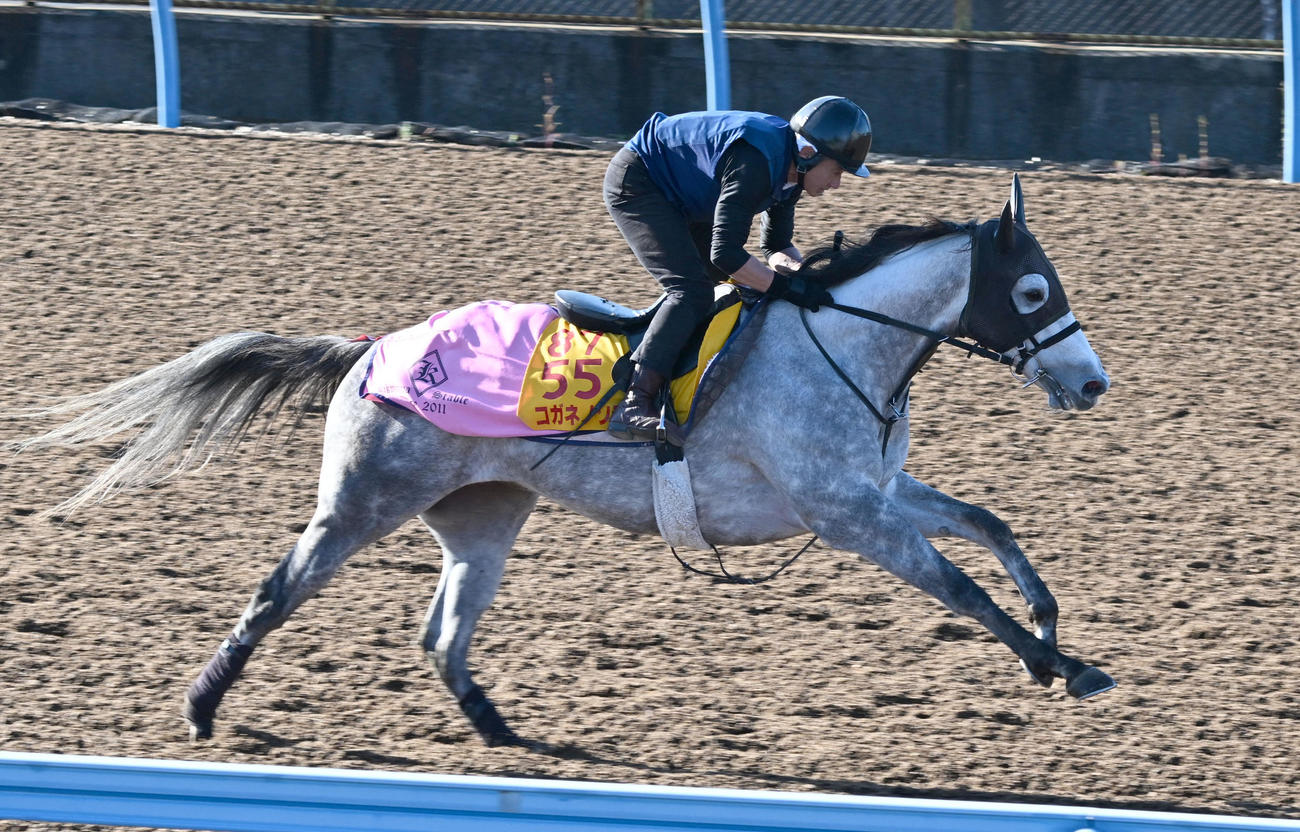 19日、美浦ウッドを3頭併せて追い切るコガネノソラ
