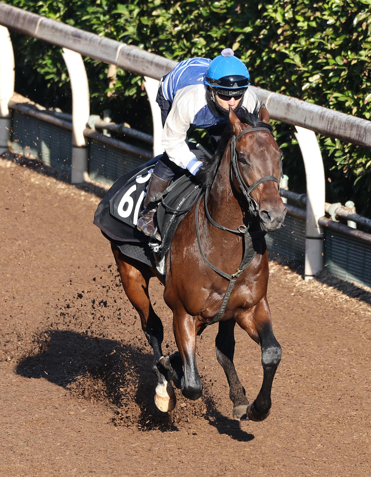 20日、藤懸騎手を背に坂路を単走で追い切るローベルクランツ