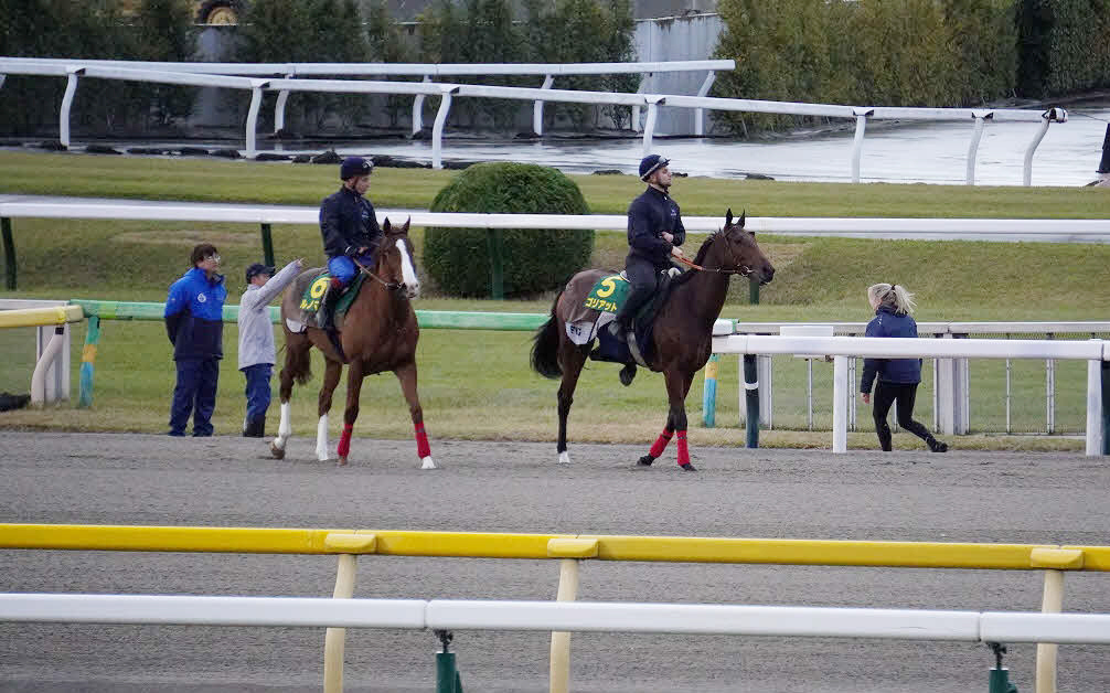 東京競馬場のダートコースに入るゴリアット（右）とルノマド（2024年11月撮影）