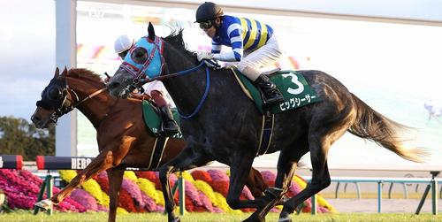 京阪杯を制したビッグシーザー=2024年11月24日