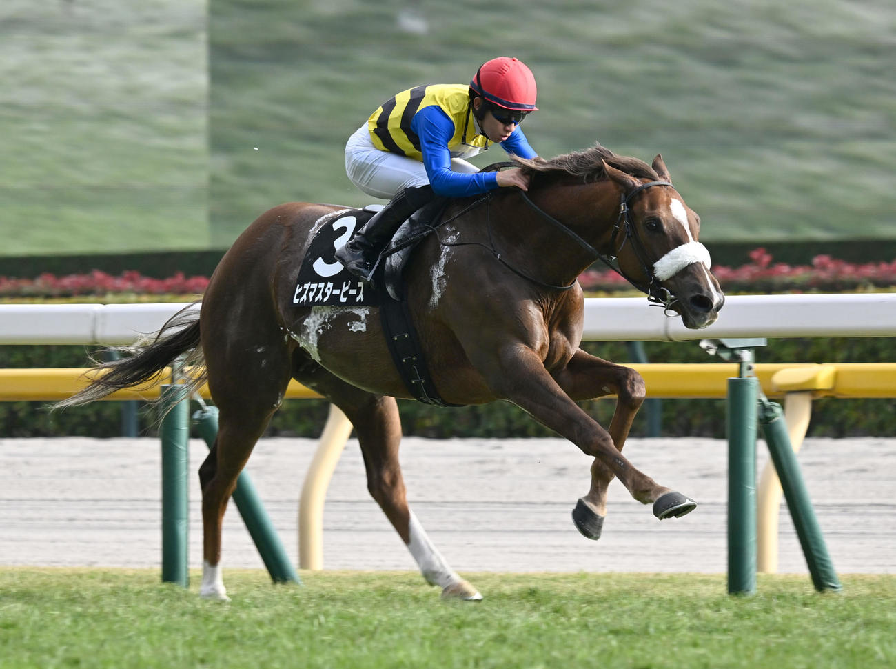 東京9R、赤松賞を制したヒズマスターピースと荻野極騎手（撮影・千葉一成）