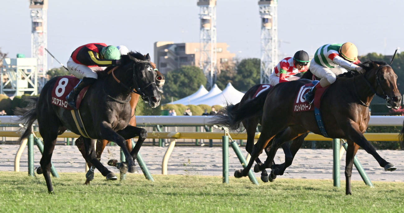 東スポ杯2歳S2着に敗れたゾロアストロ（左）。右は勝ったパントルナイーフ（撮影・千葉一成）