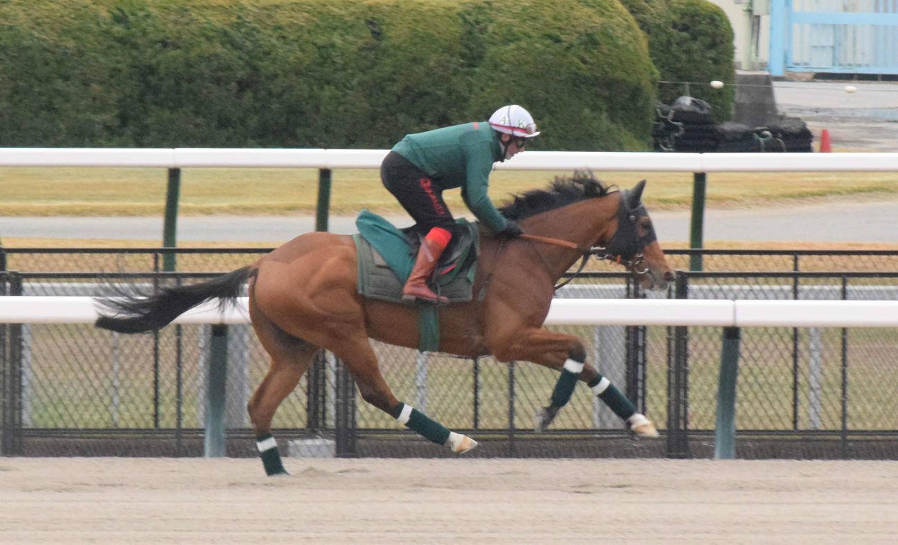 ジャパンCに参戦するカランダガンは東京競馬場のダートコースで調教を行う（撮影・桑原幹久）