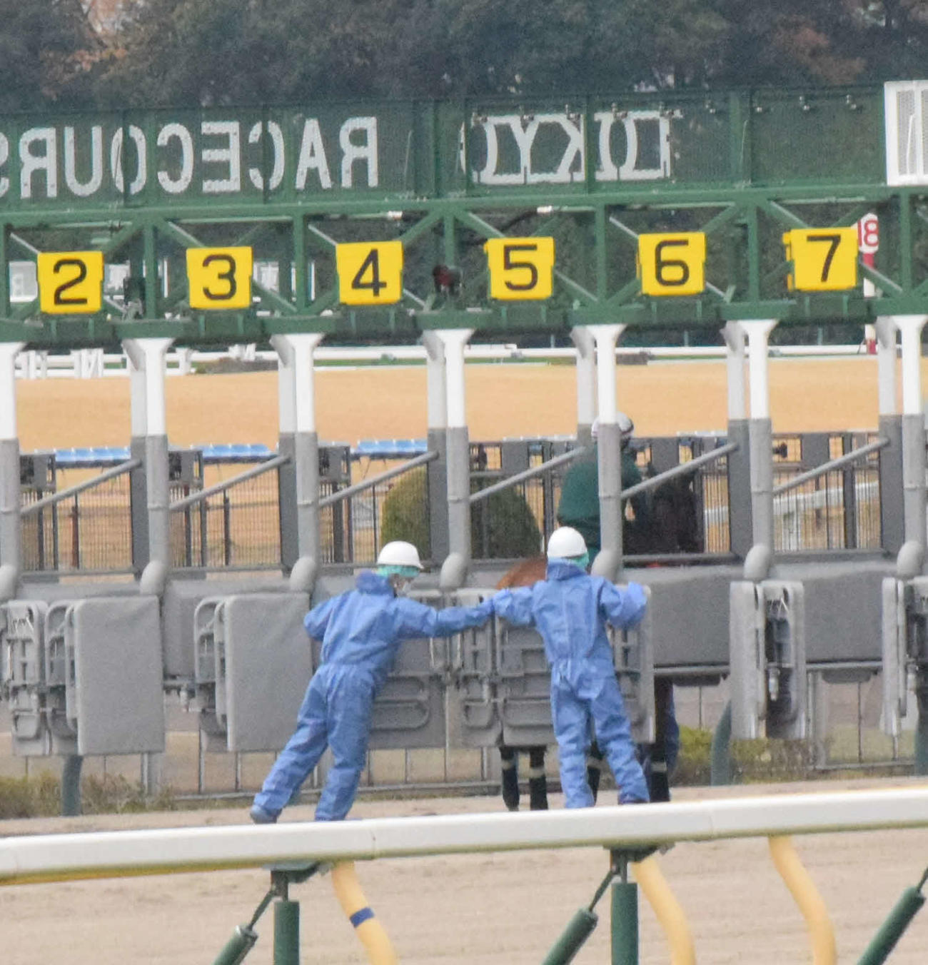 ジャパンCに参戦するカランダガンは東京競馬場のダートコースでゲート練習を行う（撮影・桑原幹久）