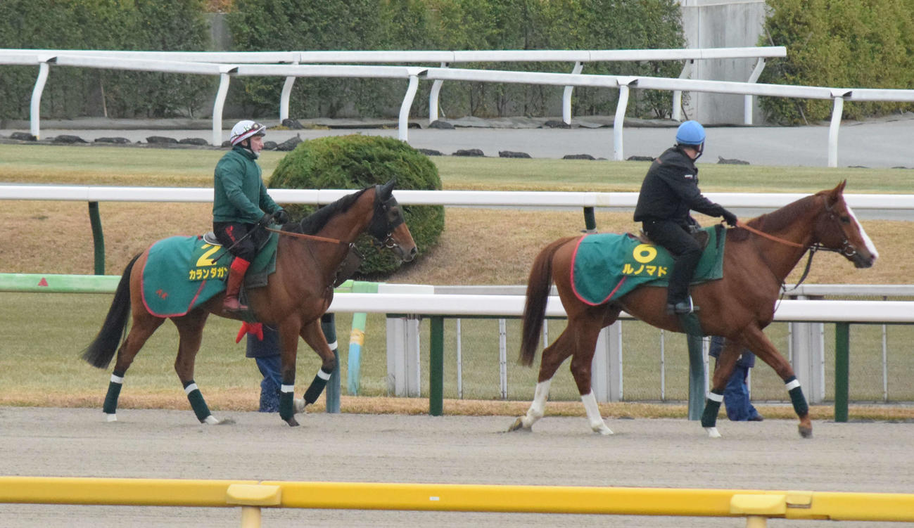 ジャパンCに参戦するカランダガン（左）は帯同馬ルノマド（右）とともに東京競馬場のダートコースに姿を見せる（撮影・桑原幹久）
