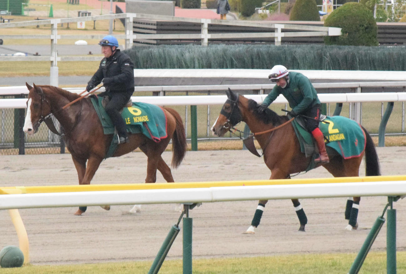 ジャパンCに参戦するカランダガン（右）は帯同馬ルノマド（左）とともに東京競馬場のダートコースで調教を行う（撮影・桑原幹久）
