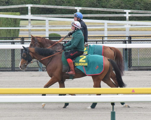 ジャパンC】世界一カランダガンは2度のゲート練習「非常にいい