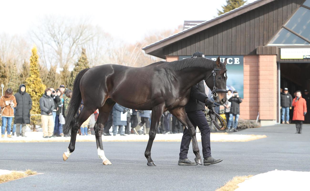 来年も種牡馬を続けるシャフリヤール（2025年撮影）