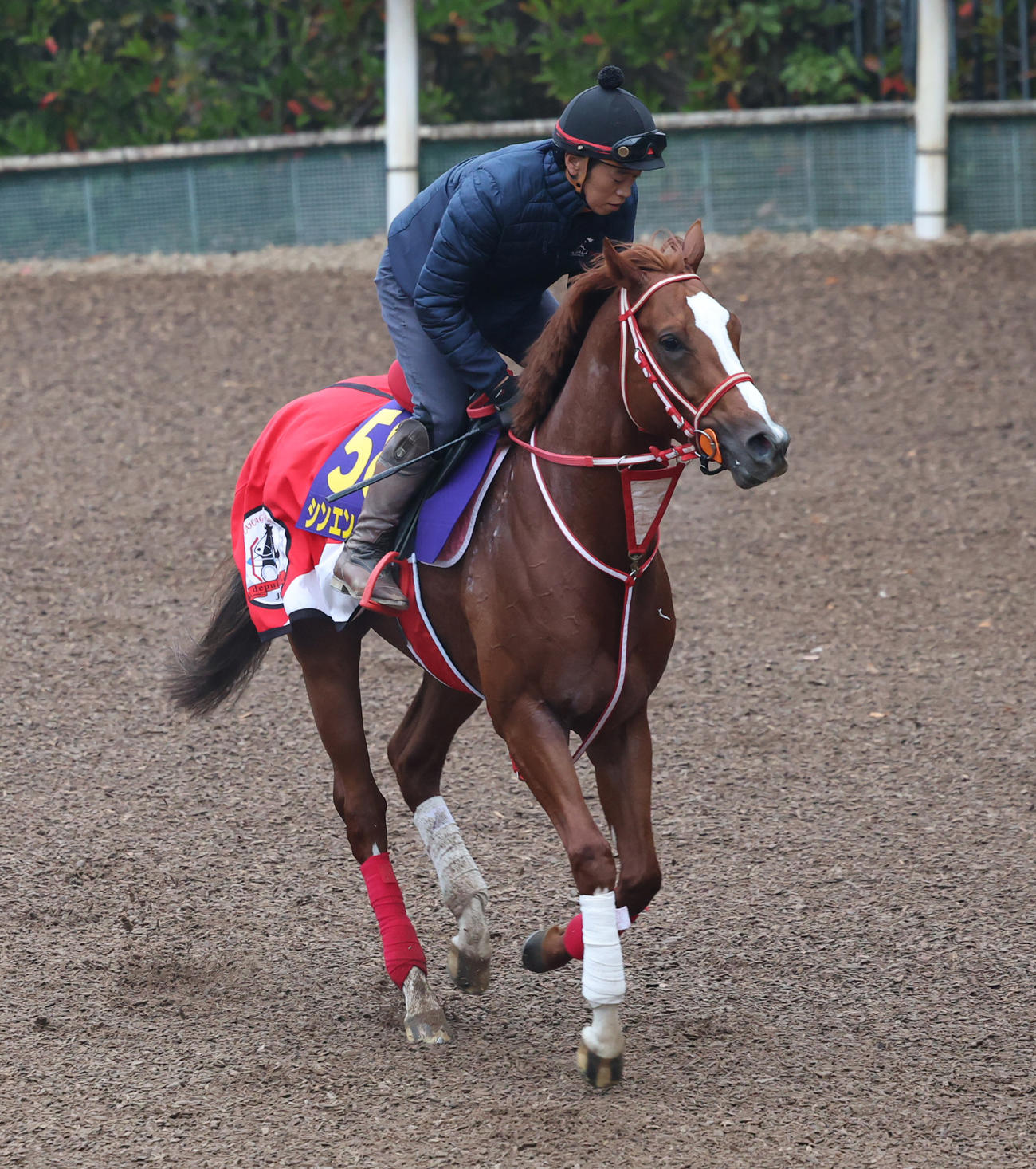 坂路で調整するシンエンペラー