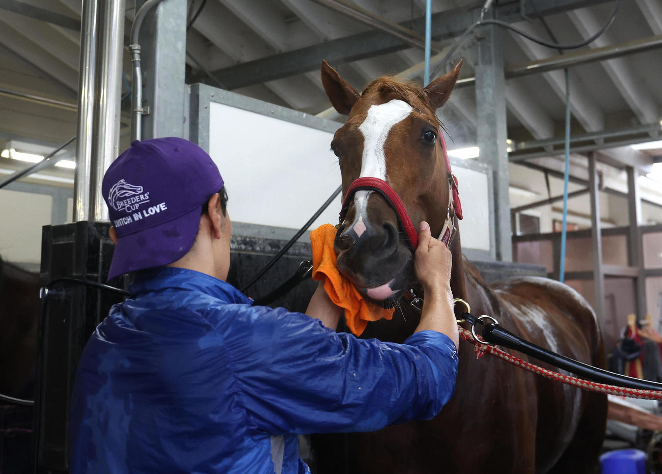 洗い場で手入れされるシンエンペラー（撮影・白石智彦）