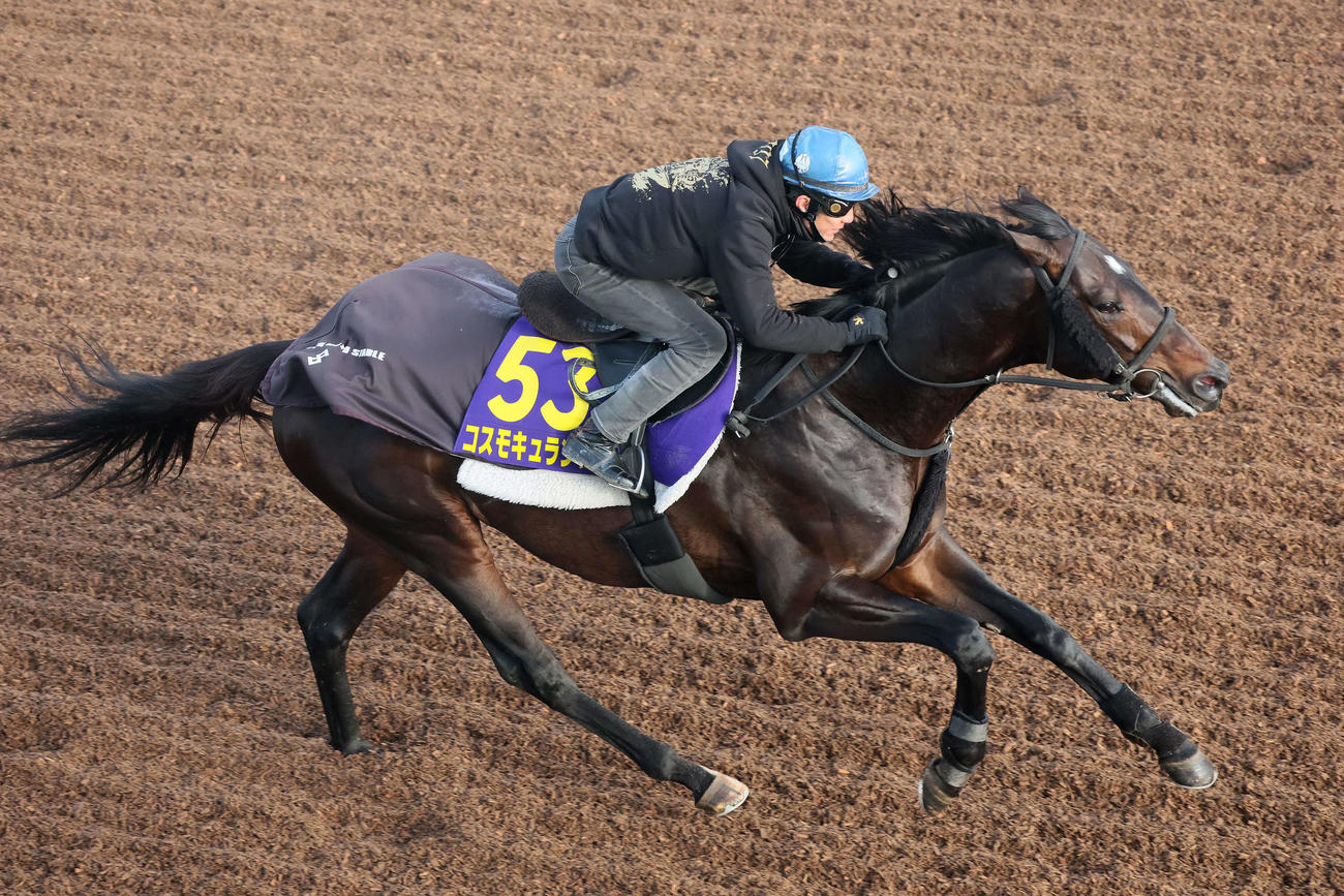 コスモキュランダは丹内騎手を背に美浦坂路を力強いフットワークで駆け上がった（撮影・丹羽敏通）