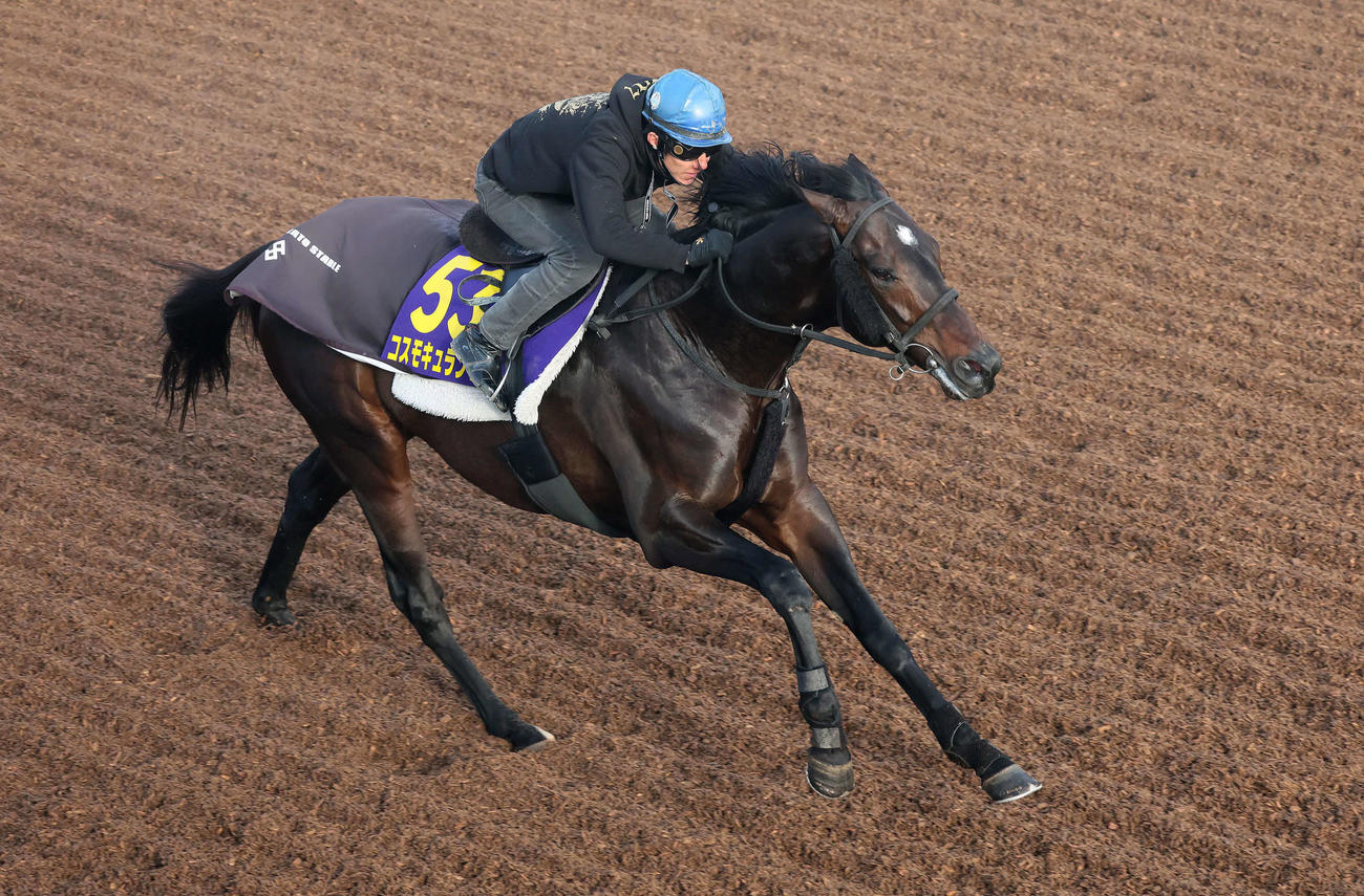 コスモキュランダは丹内騎手を背に美浦坂路を力強いフットワークで駆け上がった（撮影・丹羽敏通）