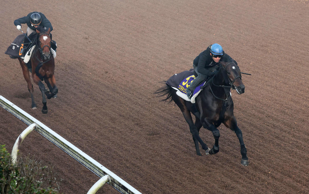 コスモキュランダ（右）は丹内騎手を背に美浦坂路を力強いフットワークで駆け上がった（撮影・丹羽敏通）