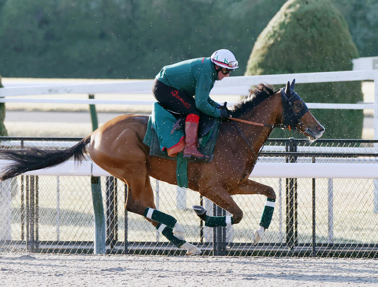 ダートコースで調整するカランダガン（撮影・柴田隆二）