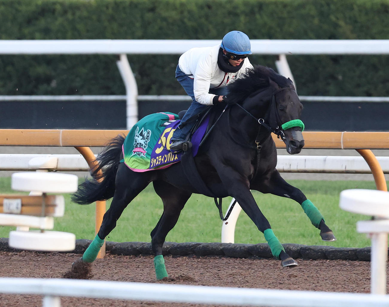 Cウッドを単走で追い切るジャスティンパレス（撮影・白石智彦）