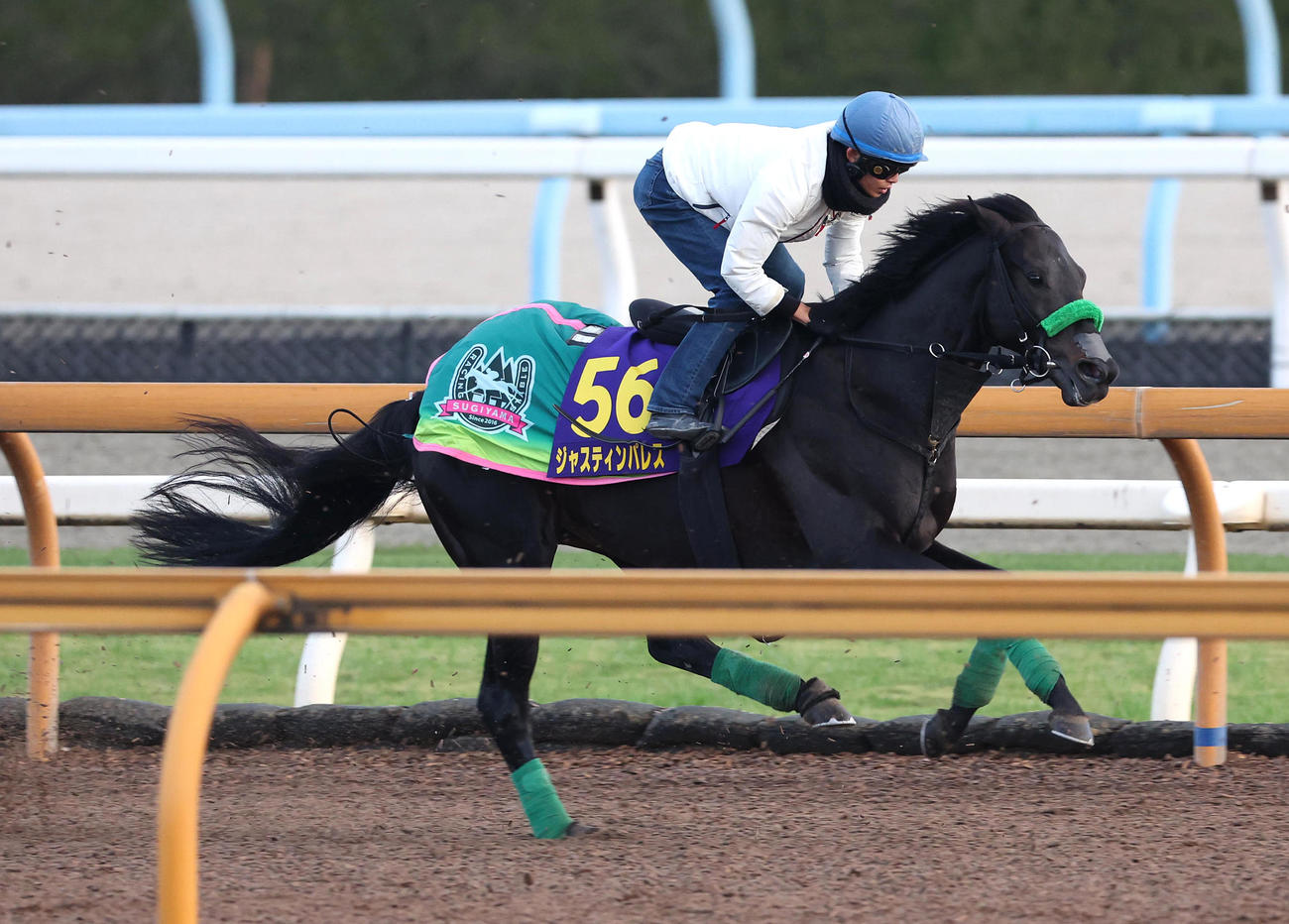 Cウッドを単走で追い切るジャスティンパレス（撮影・白石智彦）
