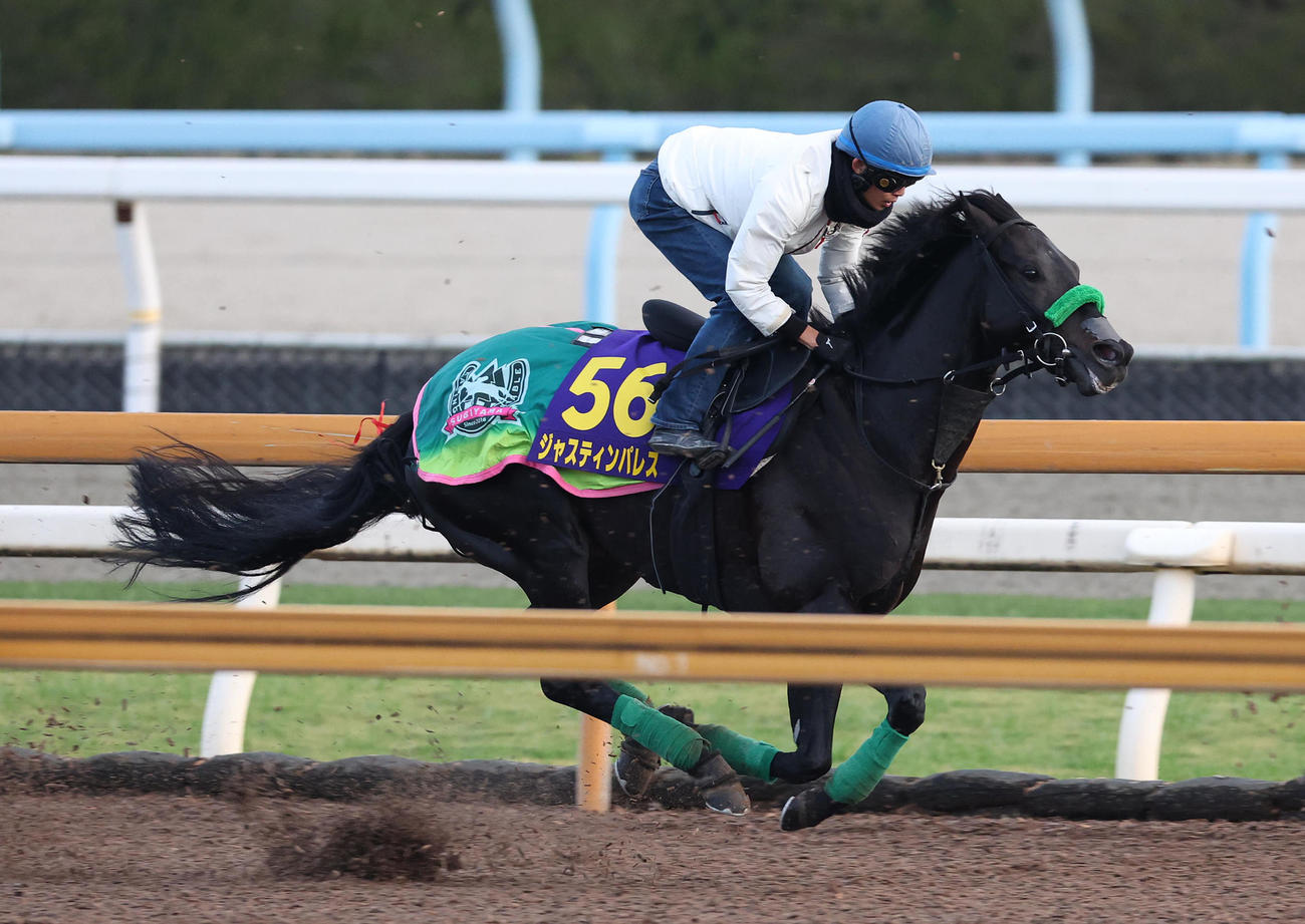 Cウッドを単走で追い切るジャスティンパレス（撮影・白石智彦）