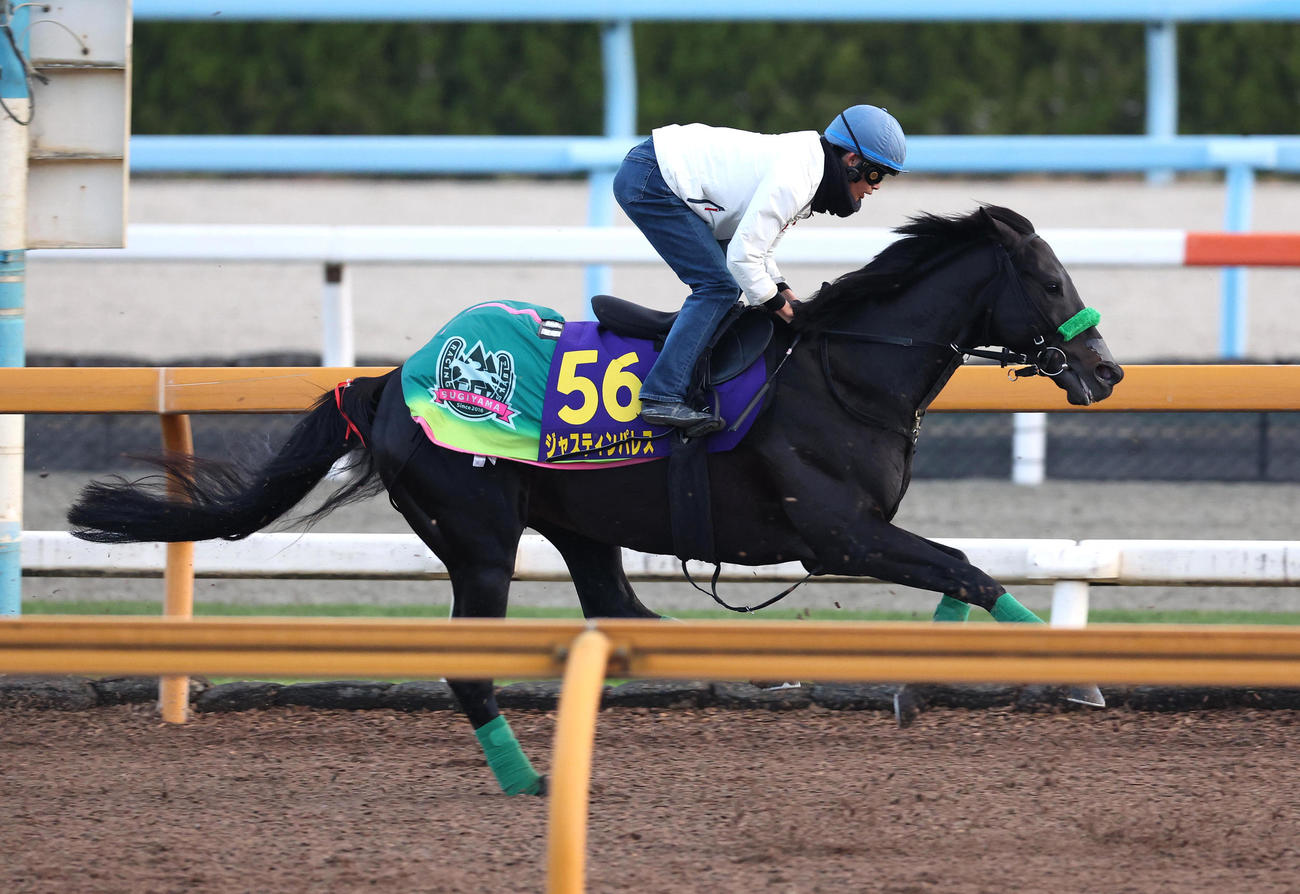 Cウッドを単走で追い切るジャスティンパレス（撮影・白石智彦）