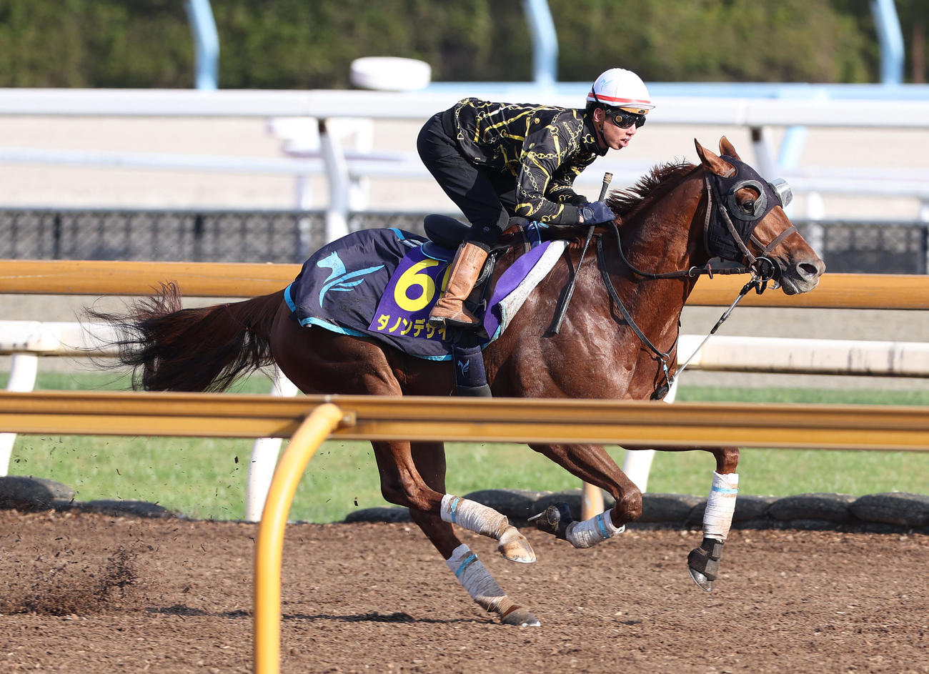 Cウッドを併せ馬で追い切るダノンデサイル（撮影・白石智彦）