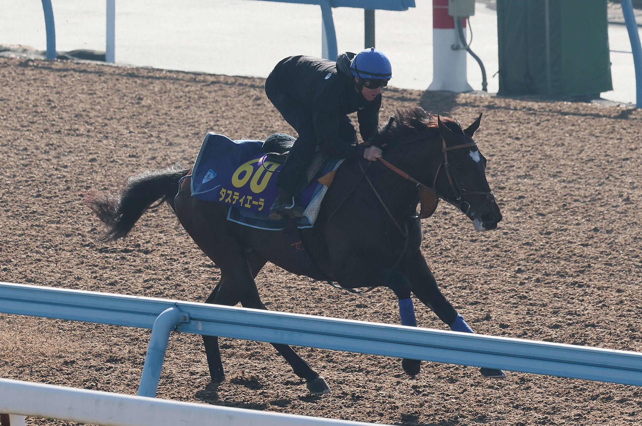 タスティエーラはレーン騎手を背に美浦ウッドで追い切られた（撮影・丹羽敏通）