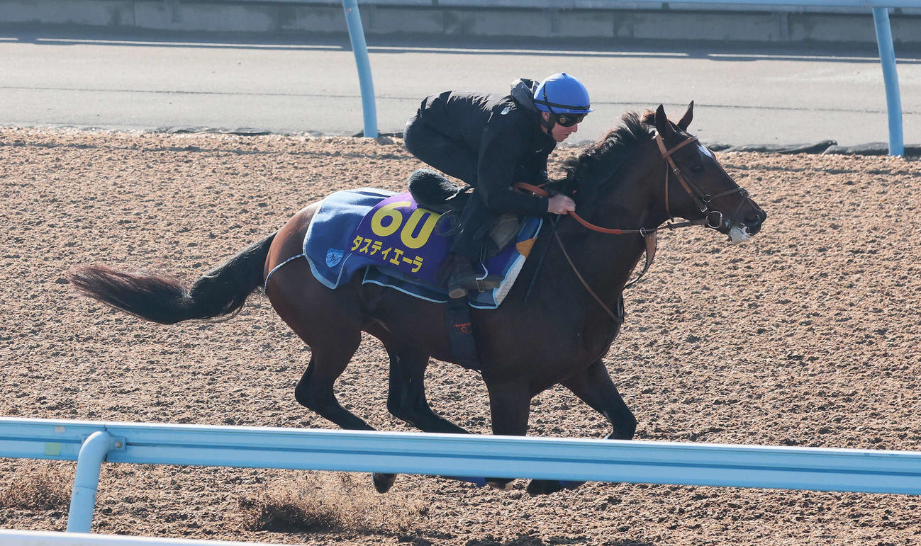 タスティエーラはレーン騎手を背に美浦ウッドで追い切られた（撮影・丹羽敏通）