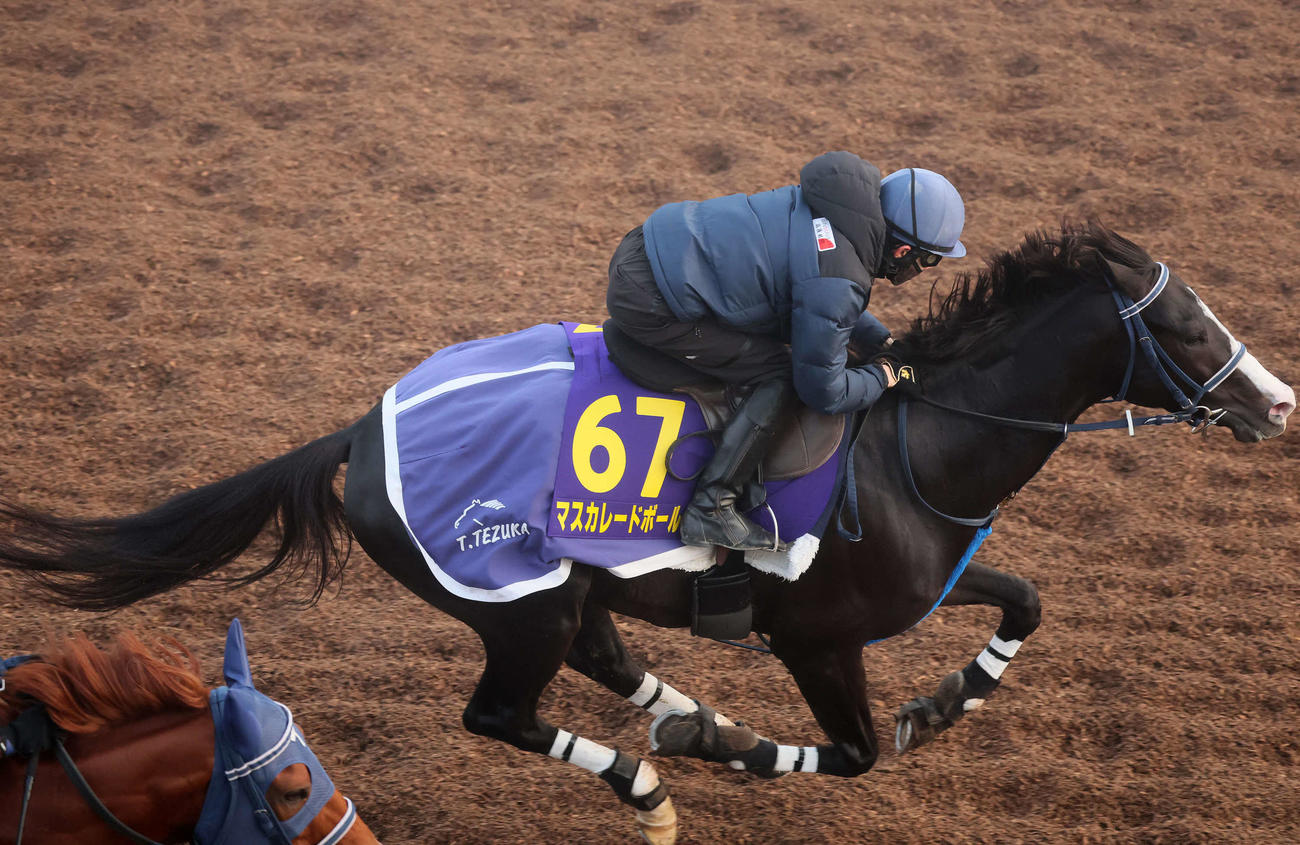 マスカレードボールは嶋田騎手を背に美浦坂路を力強いフットワークで駆け上がった（撮影・丹羽敏通）