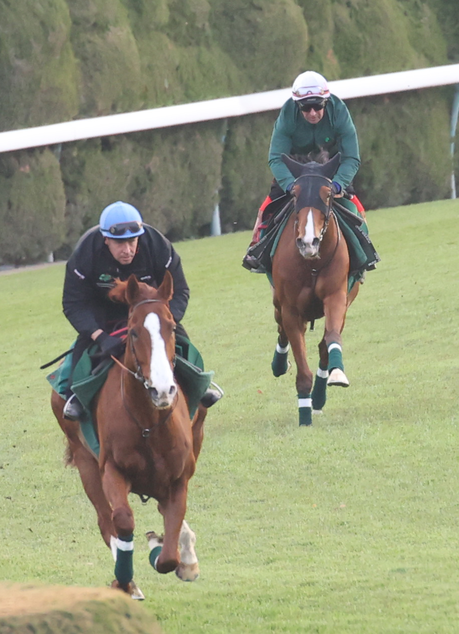 芝コースで追い切りするカランダガン（右）と帯同馬ルノマド（撮影・柴田隆二）