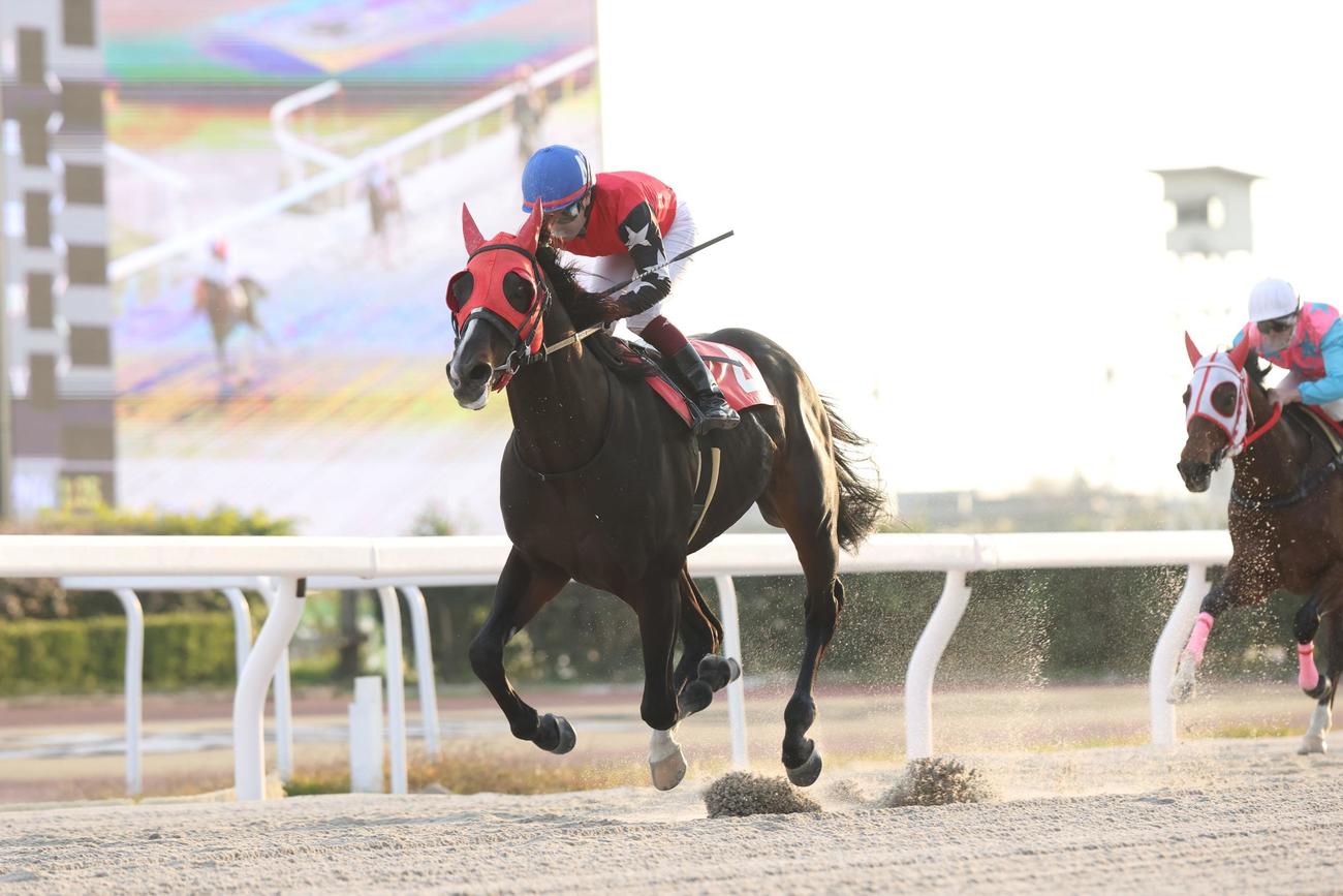 笠松10Rを制したヒストリーメイカー（岐阜県地方競馬組合提供、2025年11月27日＝笠松競馬場）