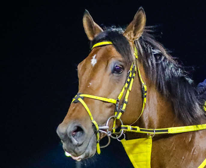ウシュバテソーロ（（C）Dubai Racing Club）