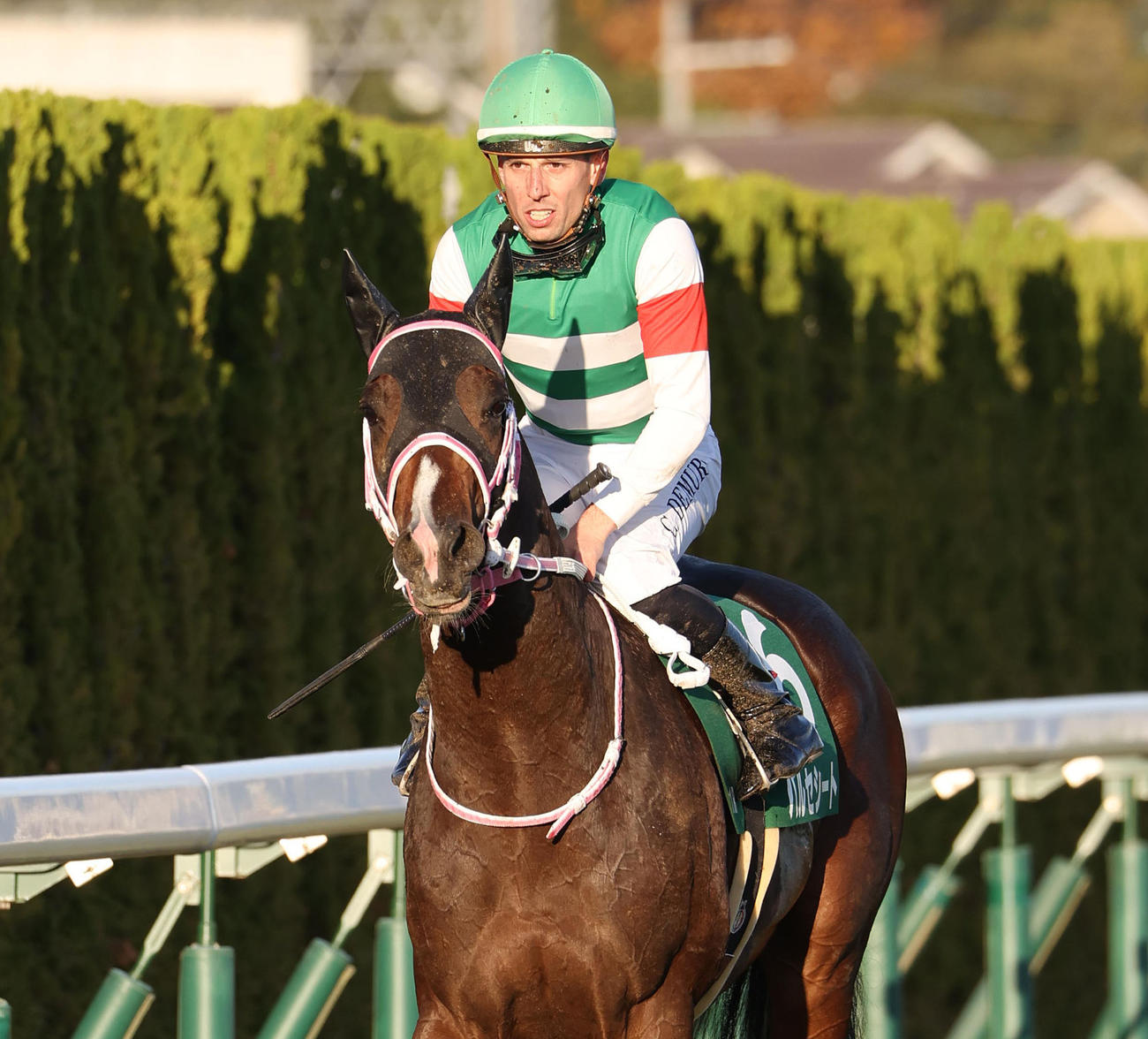 京都2歳S、7着に敗れた1番人気のバルセシート（撮影・白石智彦）