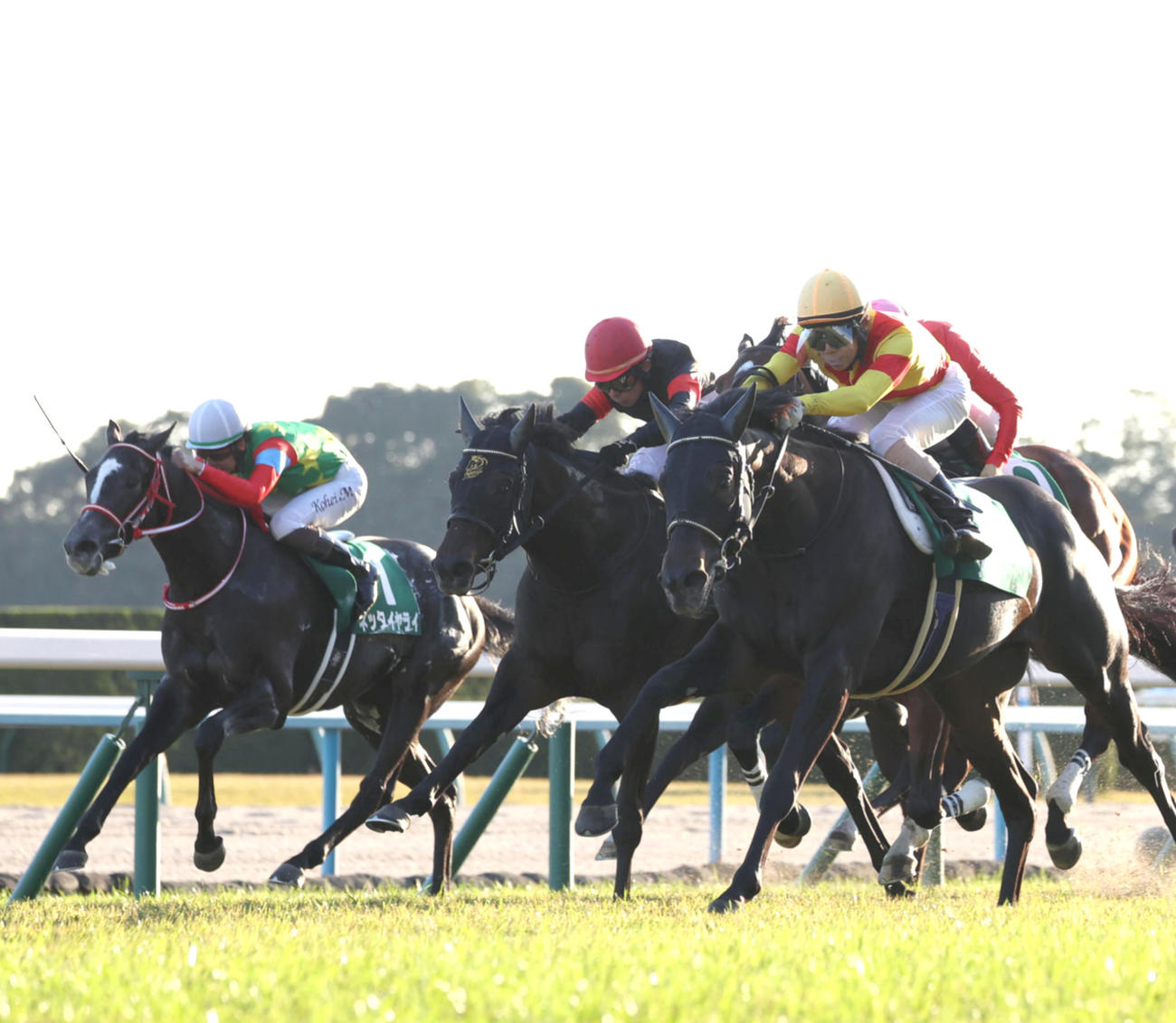 京都2歳S2着に入ったアスクエジンバラ（中央）。右は勝ったジャスティンビスタ（撮影・白石智彦）