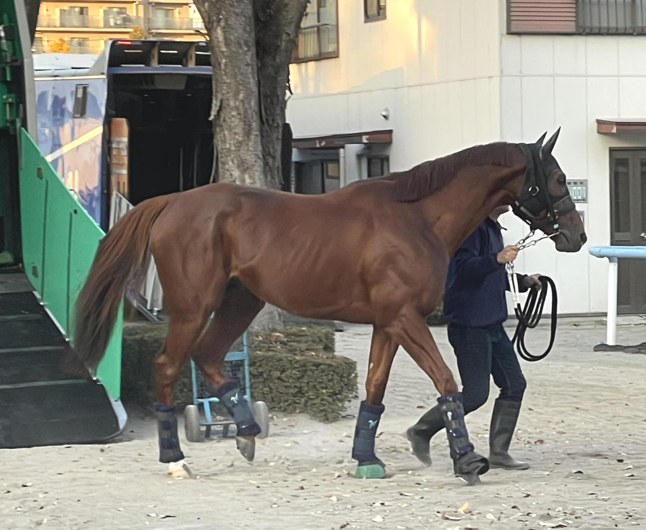 東京競馬場に到着したダノンデサイル