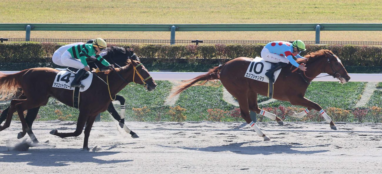 東京5R、2歳新馬戦を制したエジプシャンマウとマーカンド騎手（右）（撮影・丹羽敏通）