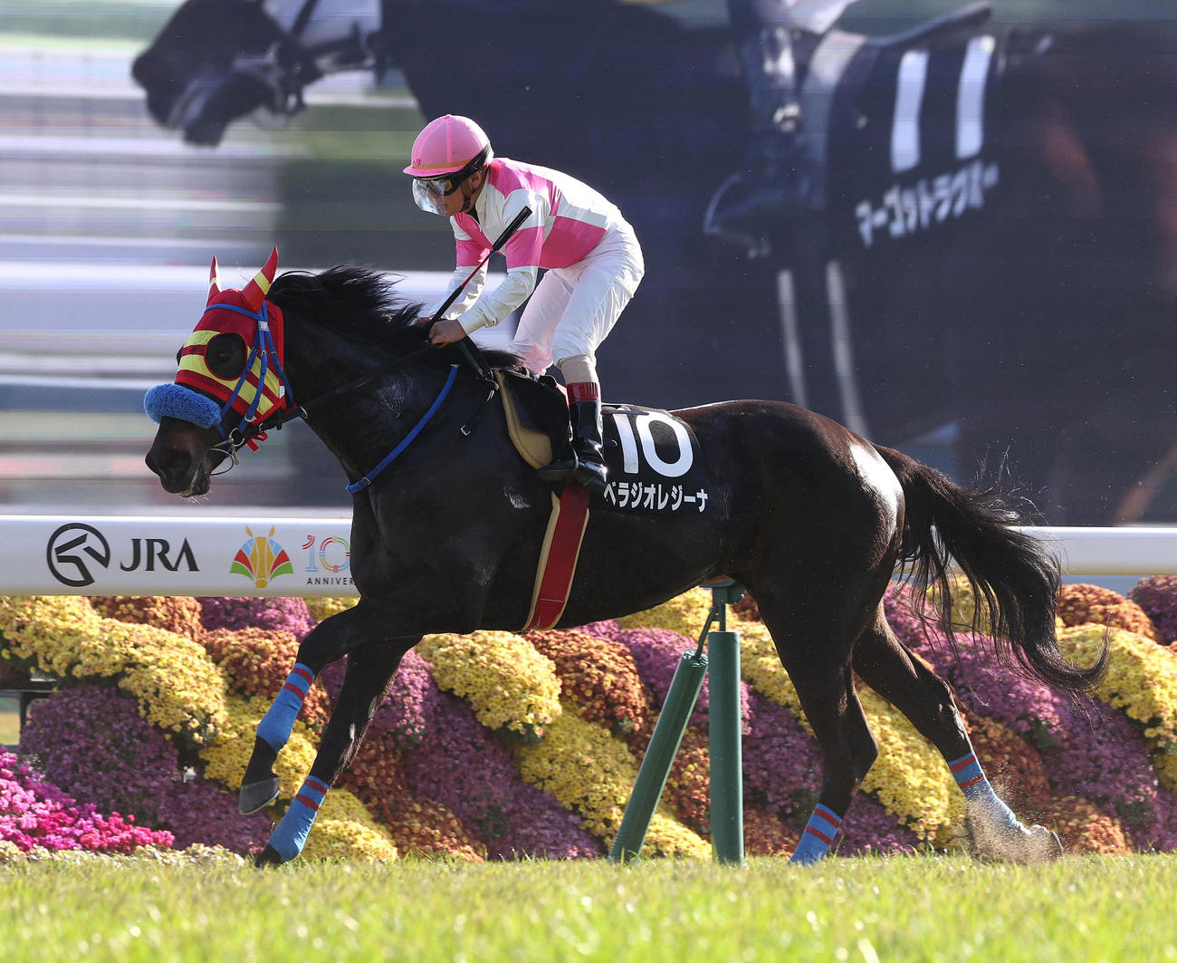 白菊賞、ベラジオアレジーナに騎乗して11着に終わった川原騎手（撮影・白石智彦）
