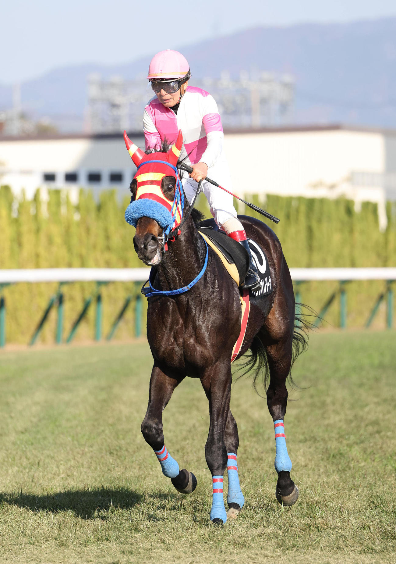 白菊賞、ベラジオアレジーナに騎乗して11着に終わった川原騎手（撮影・白石智彦）