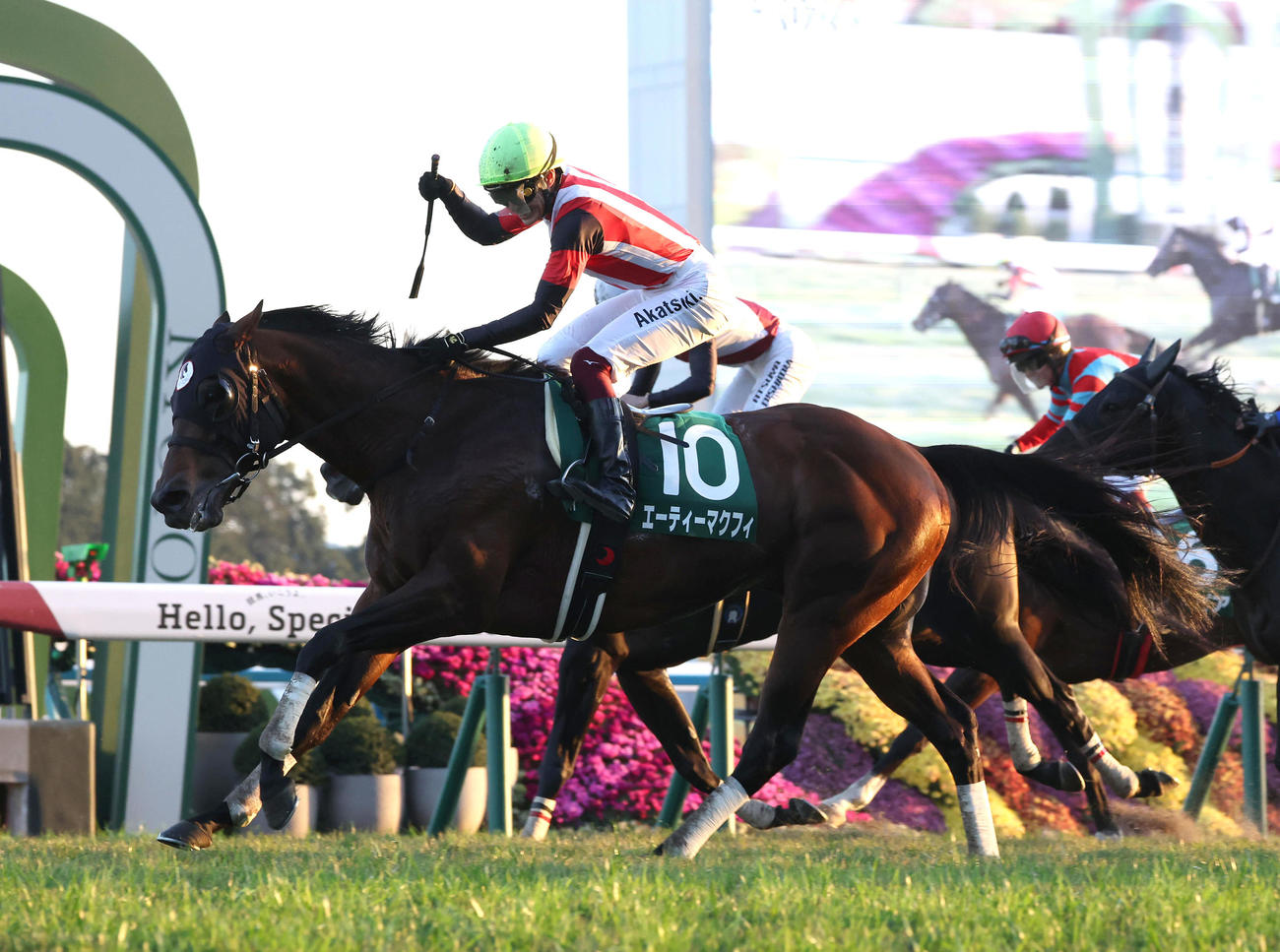エーティーマクフィで京阪杯を制しガッツポーズの富田騎手（撮影・白石智彦）