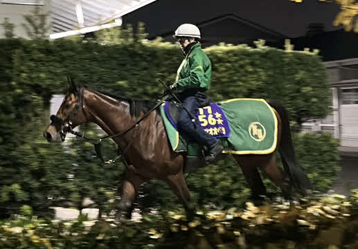 香港Cの国内最終追いを終えたベラジオオペラ（撮影・原田竣矢）