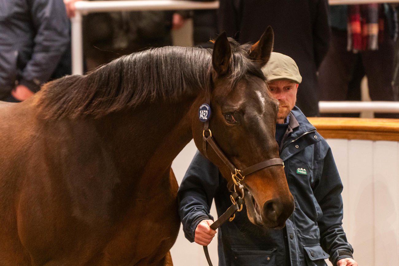 カランダガンの半姉カライザ（C）Tattersalls
