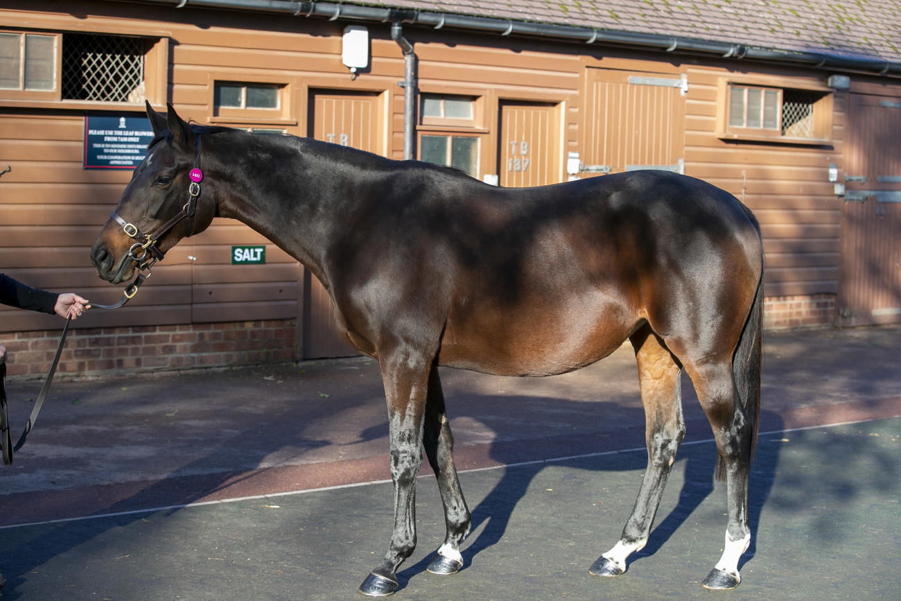 カランダガンの半姉カライザ（C）Tattersalls