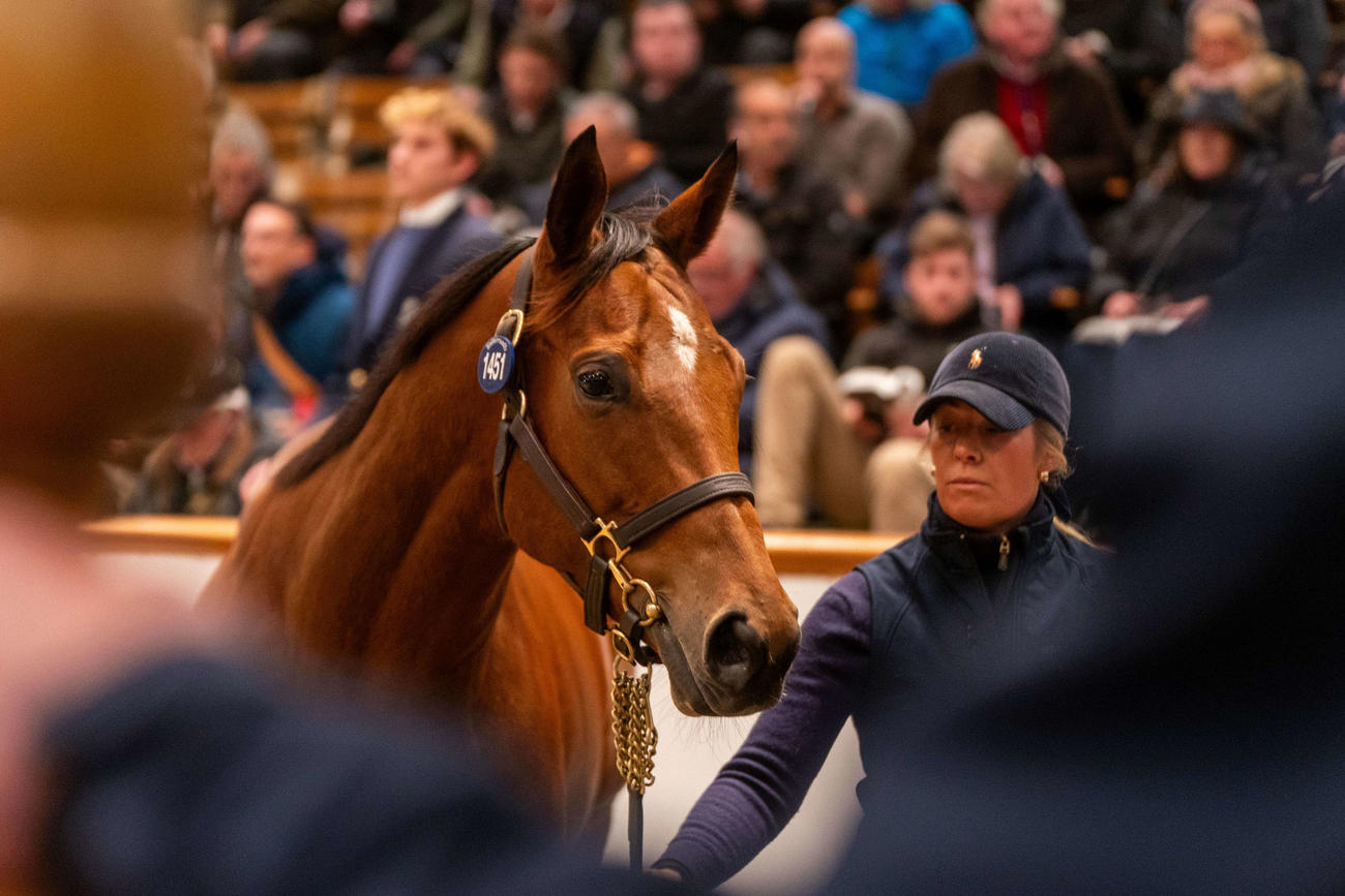 ノーザンファームが落札したレイジオブバンビー（C）Tattersalls
