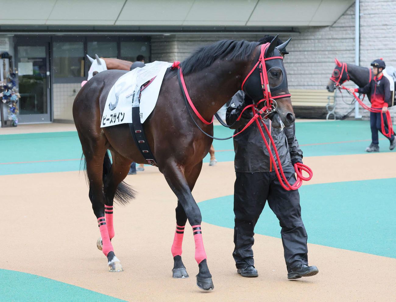 ポエティックフレア産駒ピースサインはひいらぎ賞で芝に挑戦へ／有力馬
