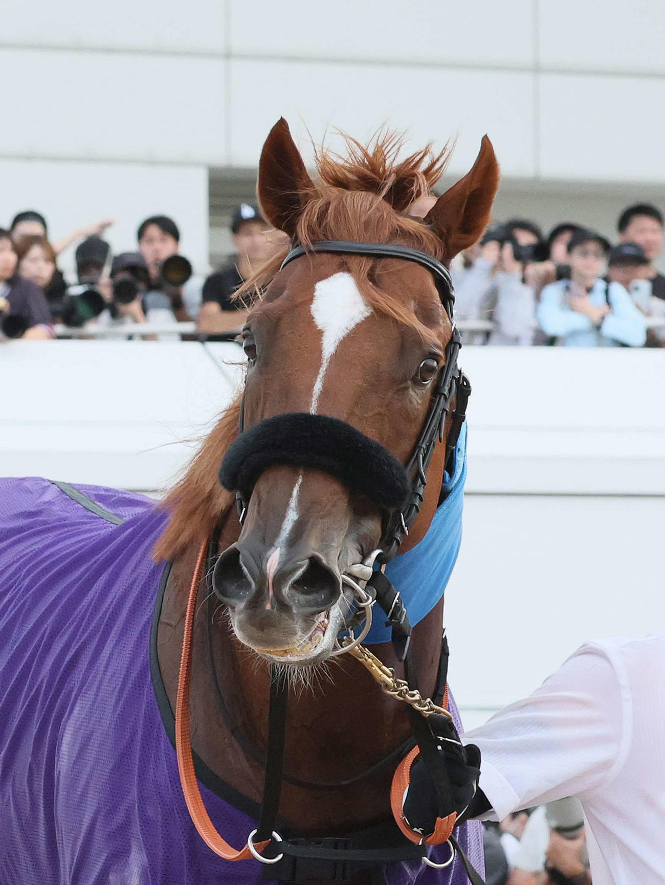 香港スプリント】G1馬ウインカーネリアンが国内最終追い「いい状態で