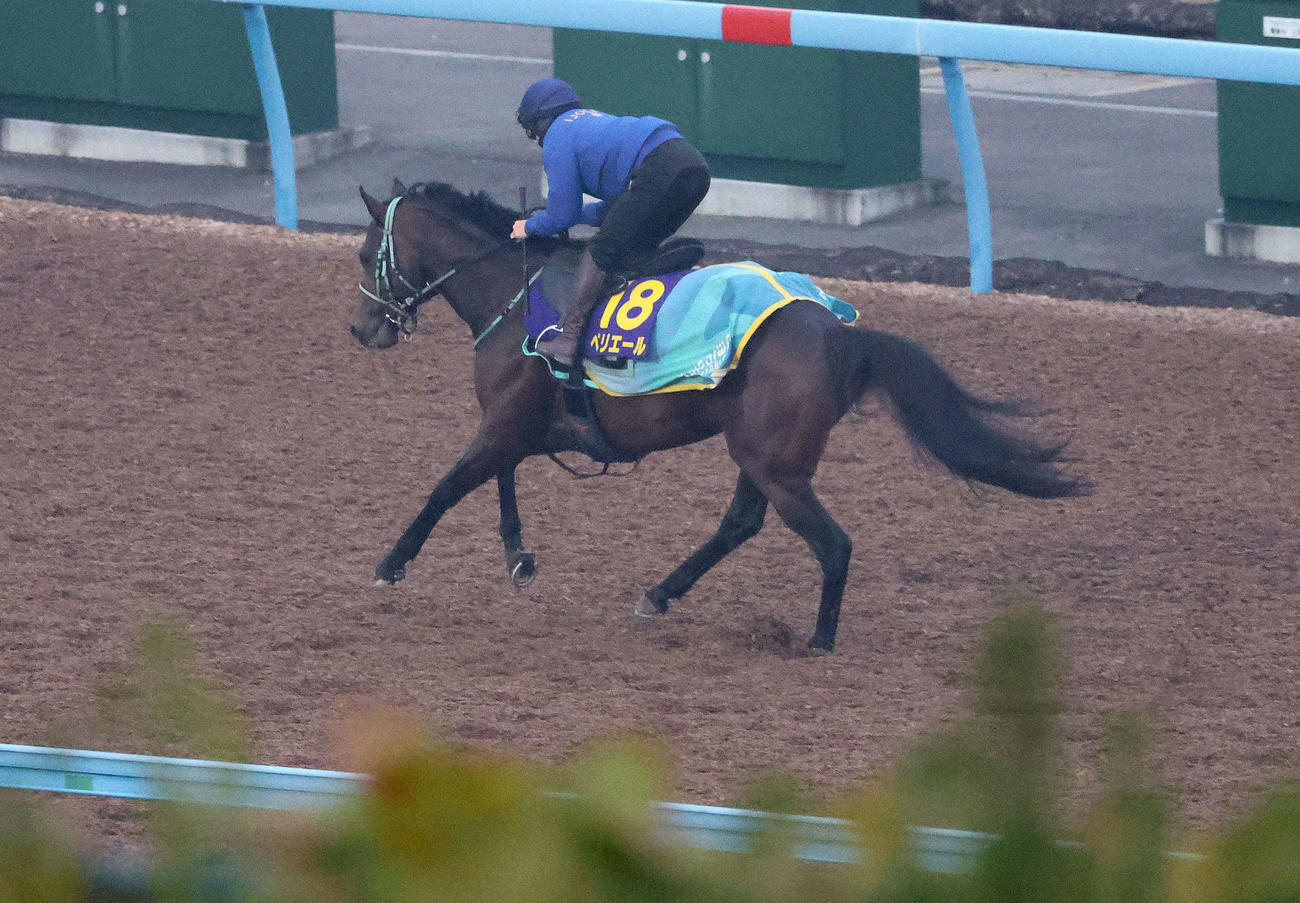 ペリエールは佐々木騎手を背に美浦ウッドを単走で追い切られた（撮影・丹羽敏通）