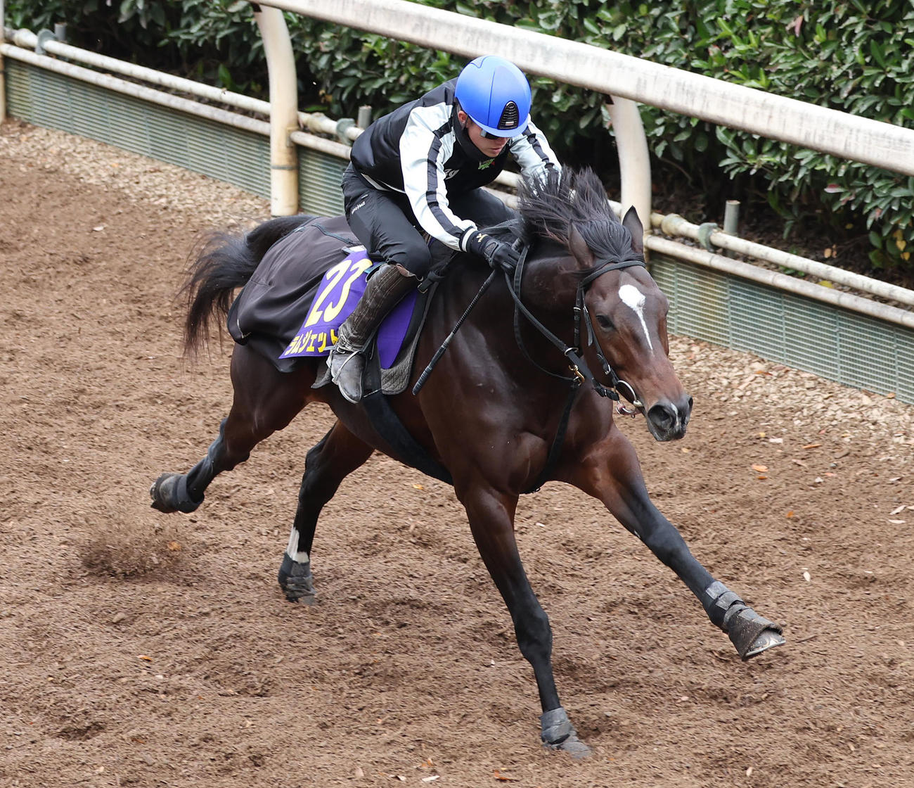 小牧加騎手を背に坂路を単走で追い切るラムジェット（撮影・白石智彦）