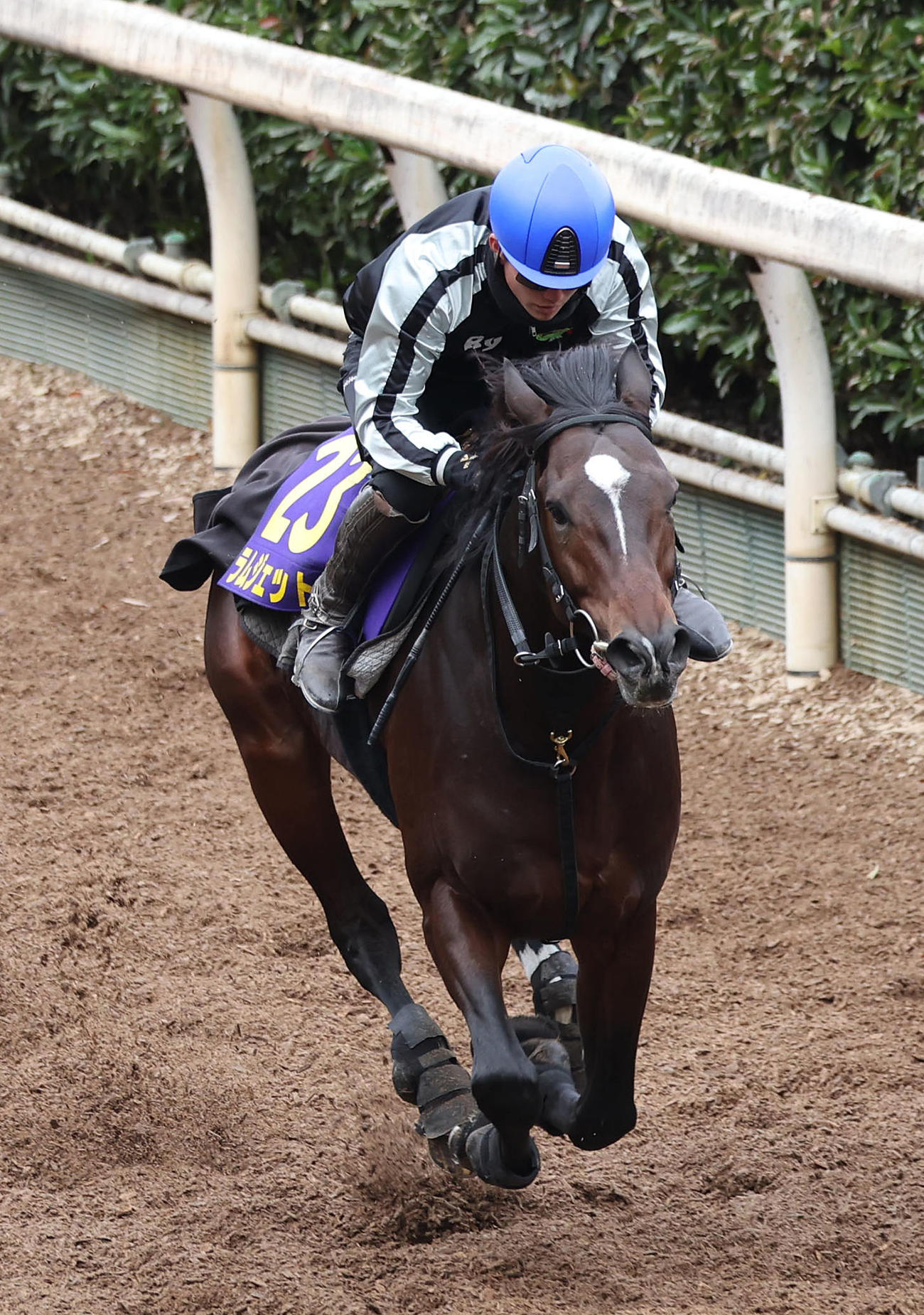 小牧加騎手を背に坂路を単走で追い切るラムジェット（撮影・白石智彦）