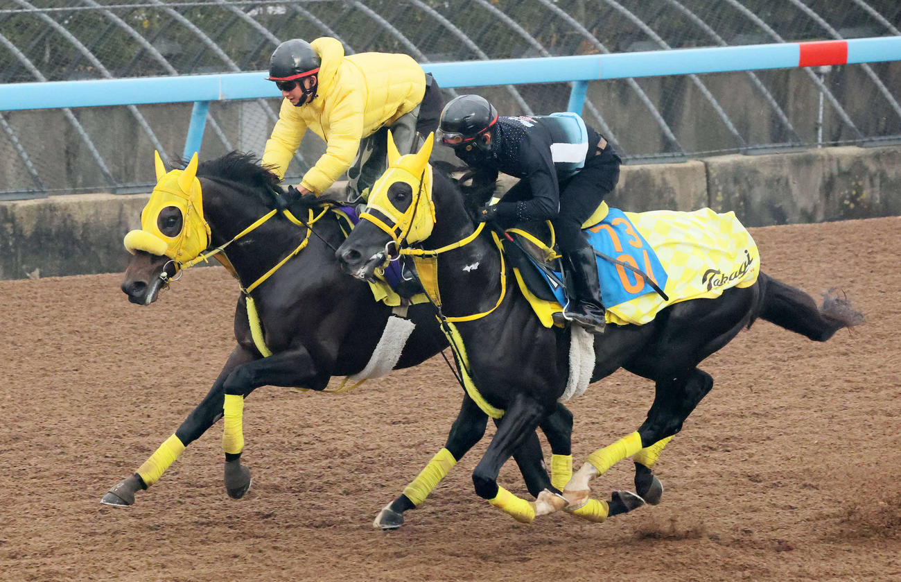 ウィルソンテソーロ（左）は美浦ウッドでトゥルーサクセサーと併せて追い切られた（撮影・丹羽敏通）