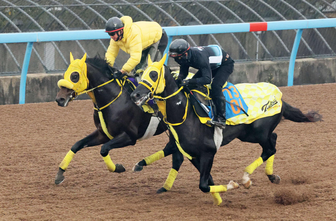 ウィルソンテソーロ（左）は美浦ウッドでトゥルーサクセサーと併せて追い切られた（撮影・丹羽敏通）